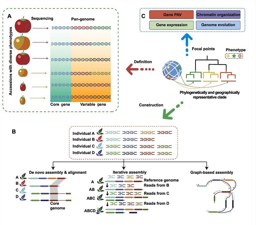 Schematic diagram showing the concept, construction methods, and research focus of pan-genomics.