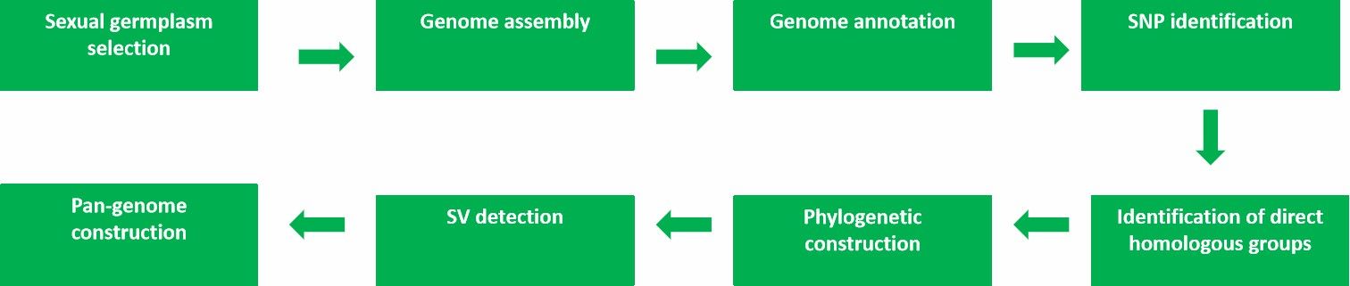 CD Genomics' plant pan-genome sequencing service process.