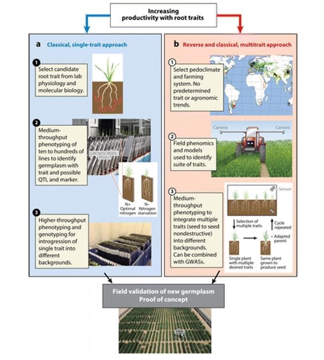 Phenotyping roots, from identification of target traits to prebreeding with phenotyping to breeding.