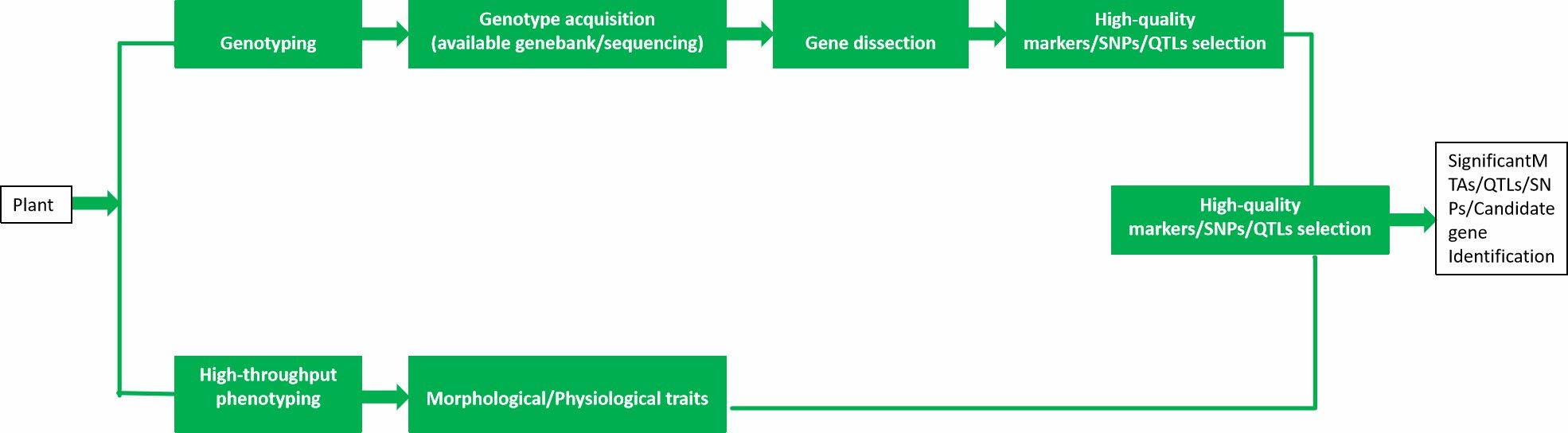 CD Genomics' GWAS equipped with high-throughput phenotyping service process.