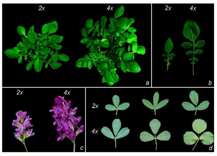 Phenotypic variation between diploids and tetraploids in Solanum commersonii (a, b) and in Medicago sativa (c, d).