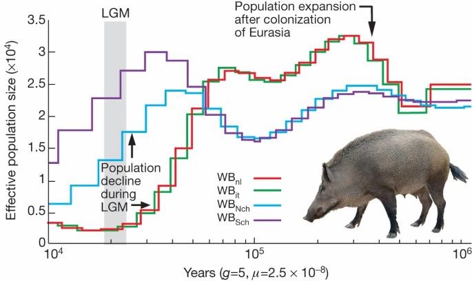 Demographic history of wild boars.