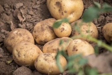 Potato Genome Sequencing.