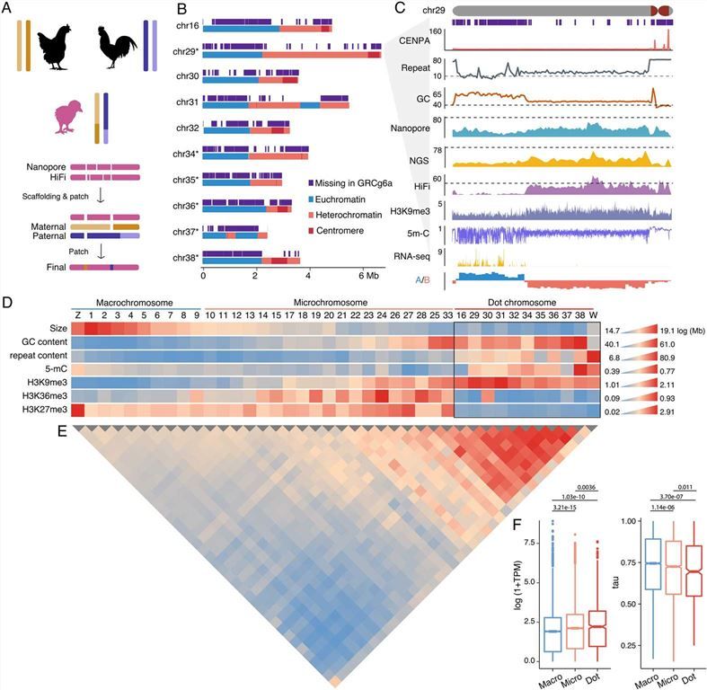 A complete chicken genome with 10 dot chromosomes.