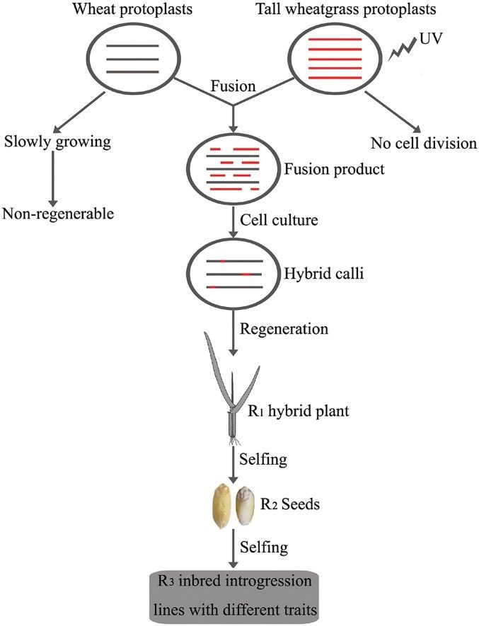 Generation of somatic hybridization introgression lines.