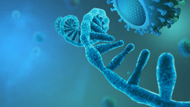 Porcine Genome Sequencing