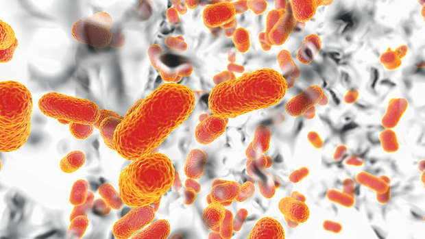 Protein Microarray Services