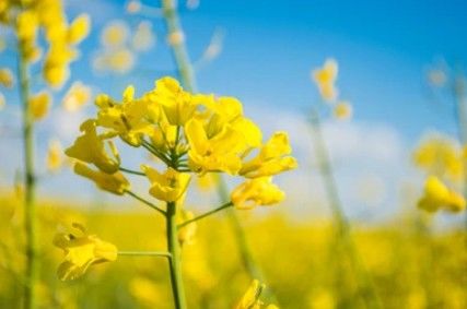 Rapeseed Genome Sequencing.