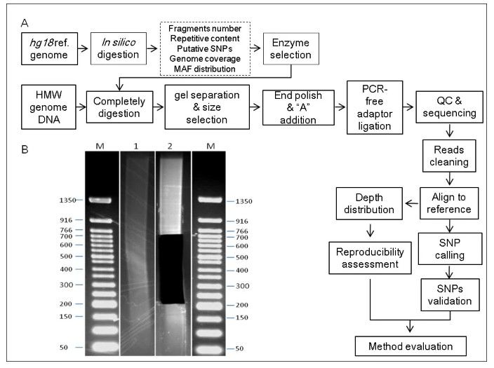 Main workflow of library construction and data analysis of RRLs.