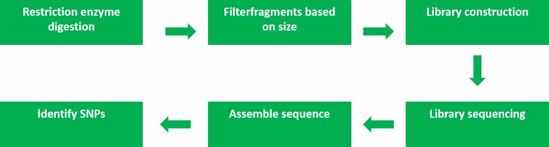 CD Genomics' RRL service process.