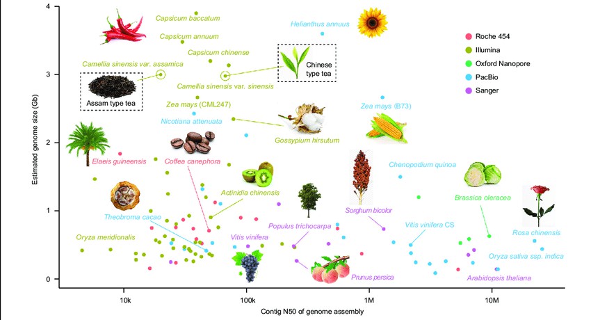 Research Development in Plant Genome Sequencing