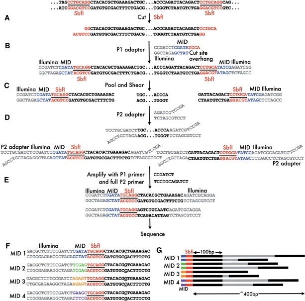 The process of RAD-seq. 