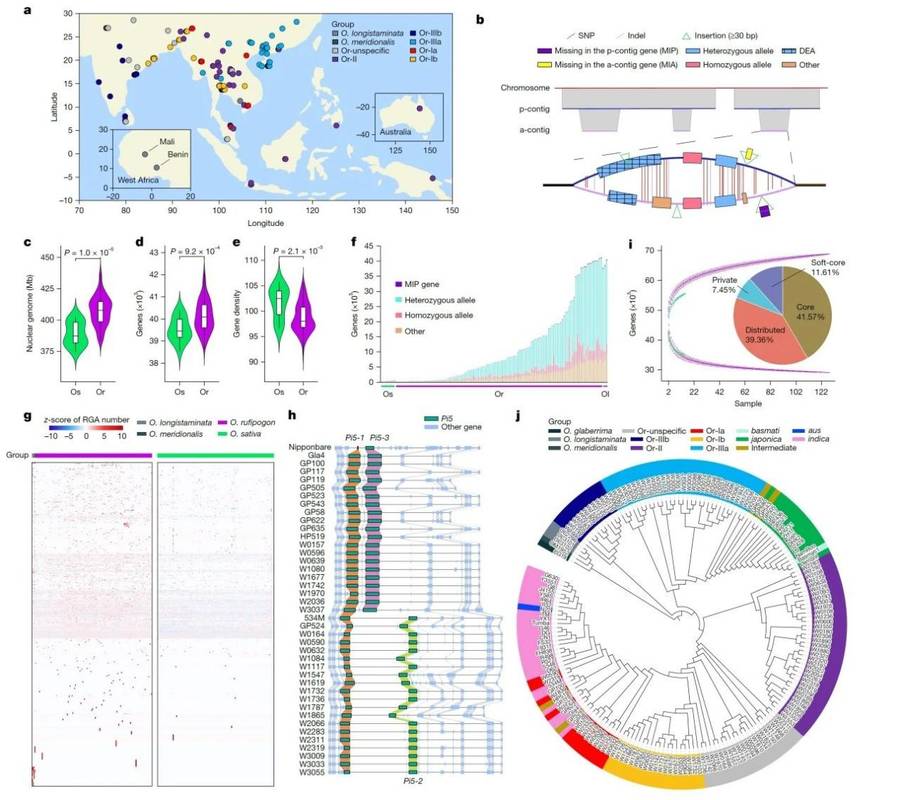 The Pan-genome Atlas of Wild and Cultivated Rice (Dongling et al.,2025)