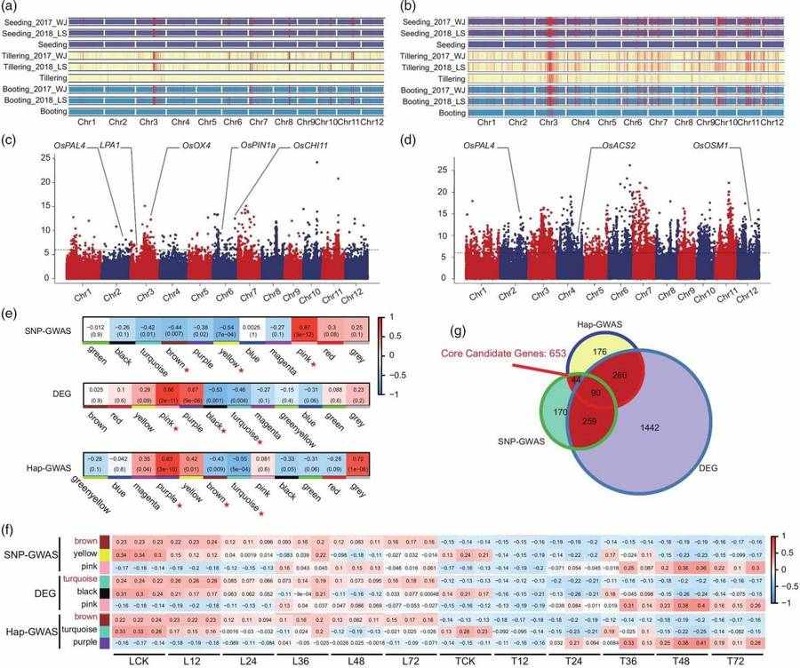 The Application of GWAS and Weighted WGCNA in Identifying RSB Resistance Candidate Genes in Rice Materials (Wang A et al.,2021)