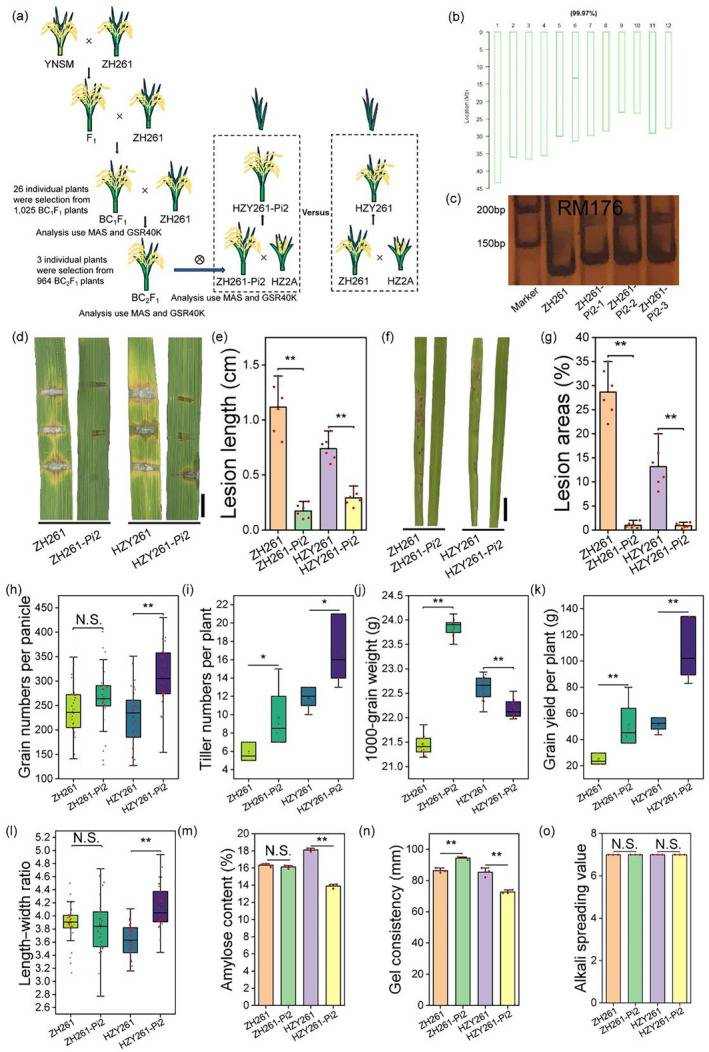 Novel Blast-resistant Super Rice via MAS and GSR40K Detection Integration (Guo Naihui et al.,2025)