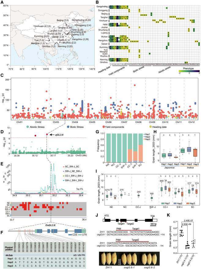 Large - scale GWAS and OsGL3.6 identification by integrating GWAS results with selective sweep and IBD analyses. (Esposito et al.,2020)