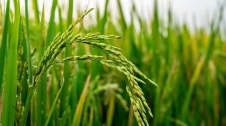 Rice Genome Sequencing