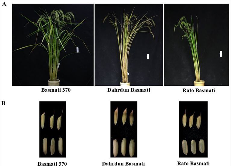 Phenotypic comparison of Basmati 370, Dahrdun Basmati, and Rato Basmati.