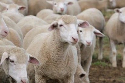 Sheep & Goats Genome Sequencing