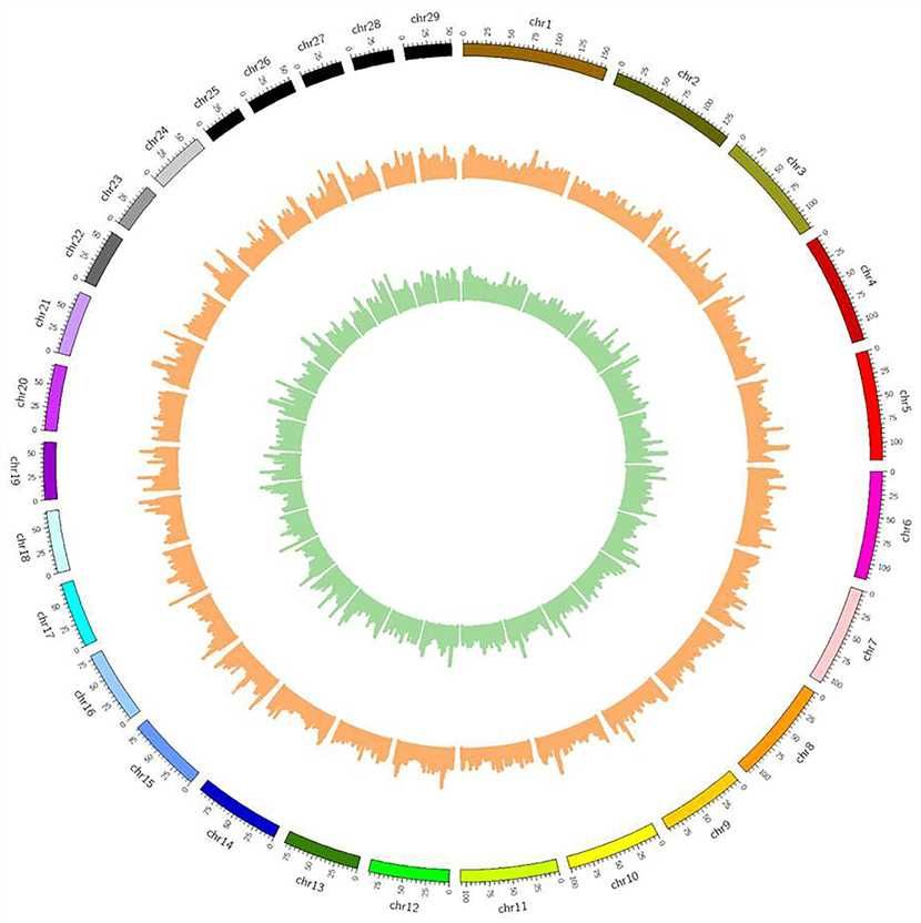 Circos plot of SNP distribution in goat chromosomes.