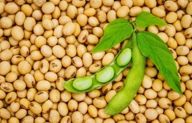 Soybean Genome Sequencing