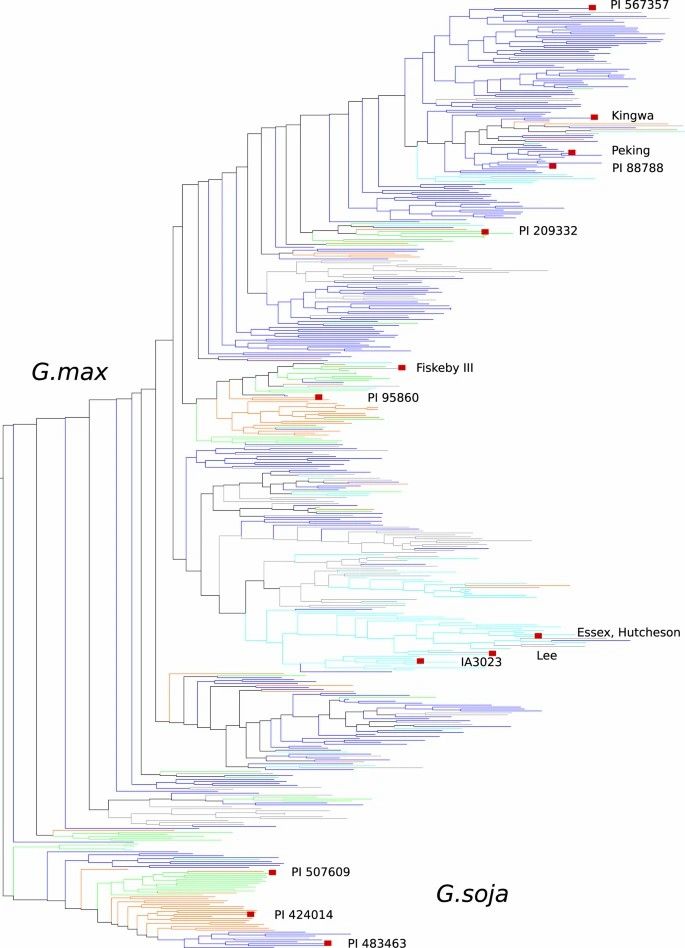 Phylogenetic tree of the 481 re-sequenced accessions.