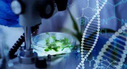 T-DNA Insertion Analysis