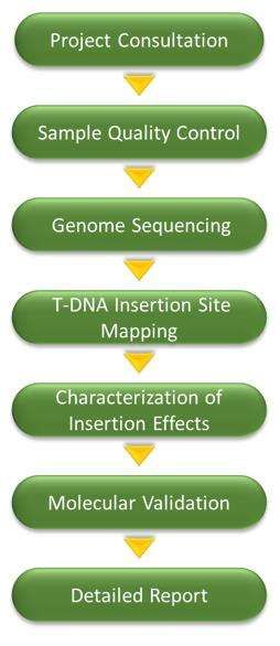 Fig2: Workflow of T-DNA Insertion Analysis – CD Genomics