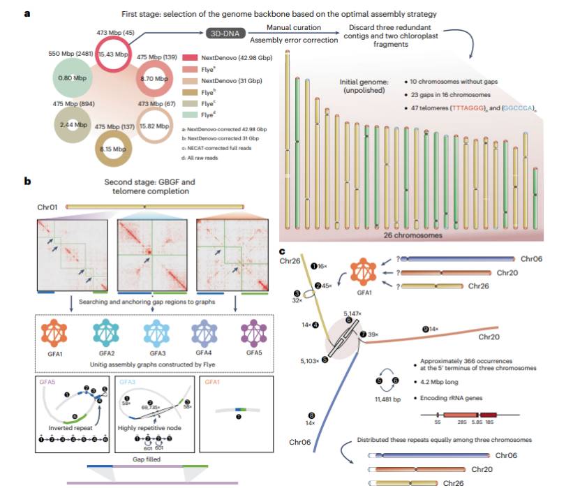 Selection of the genome backbone based on the optimal assembly strategy (Bi et al., 2023)