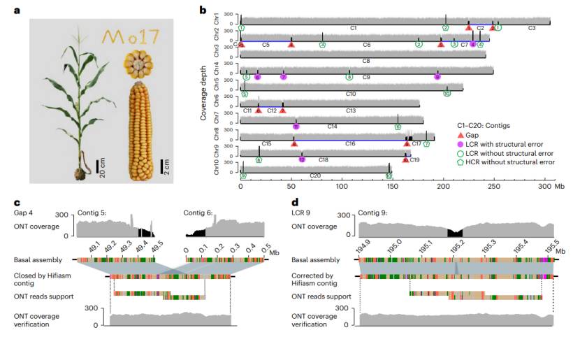T2T genome detection of Mo17 in maize (Chen et al., 2023)