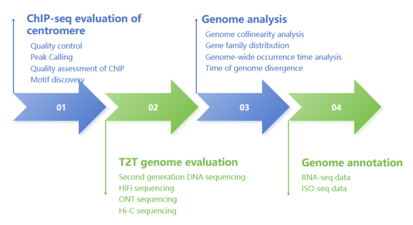 Working process of T2T genome analysis