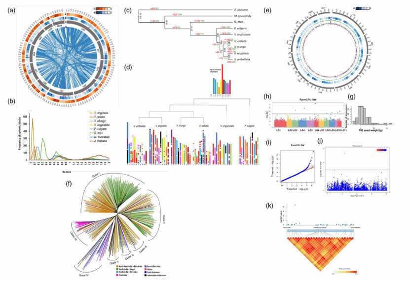 The genome of the adzuki bean has multiple genetic characteristics (Ding et al., 2024)