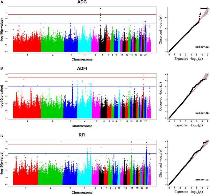 Manhattan plots and Q - Q plots for the imputed sequence - based GWAS related to ADG, ADFI, and RFI (Ye et al., 2020)