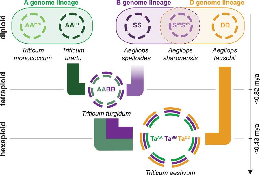 A schematic illustration depicting the associations among wheat genomes with a polyploidization history and their genealogy (IWGSC., 2014)