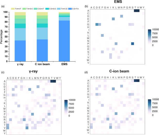 The percentage of various types of SNP variations, along with the amino acid changes triggered by EMS, γ-ray, or C-ion beam irradiation, were compared in the mutant population (Xiong et al., 2023)