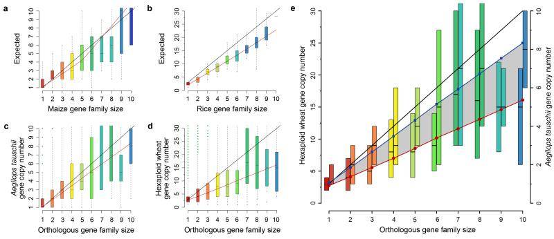 Comparing the sizes of gene families in the orthologous assemblies of hexaploid wheat, Ae. tauschii, simulated maize, and hexaploid rice (Brenchley et al., 2012)