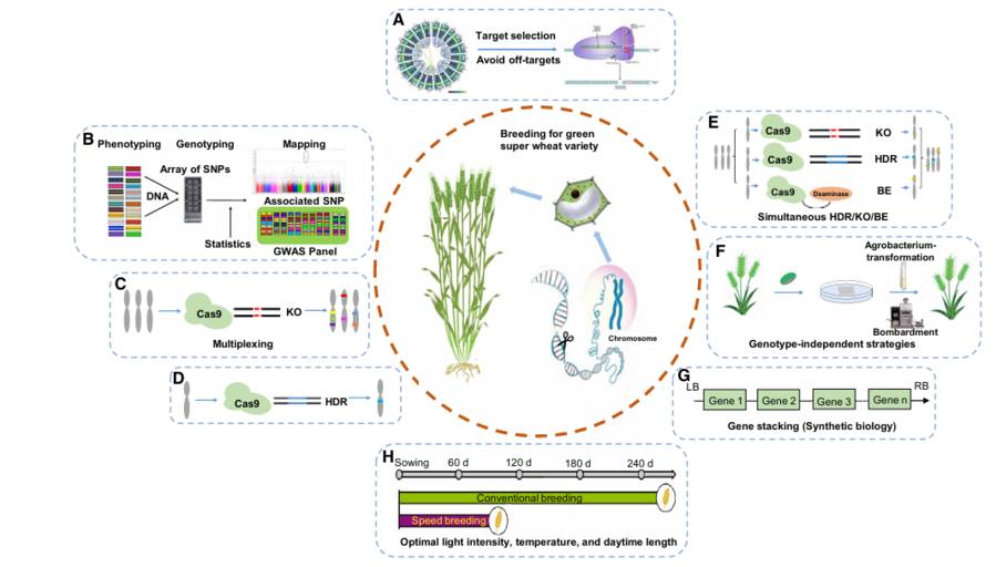 A green super wheat variety was bred through CRISPR/Cas-mediated gene editing and other breeding technologies (Li et al., 2021)