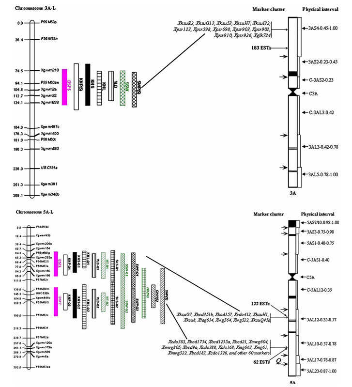 Mapped the DSFs and determined their physical locations, along with the associated QTLs, on the L version maps of wild emmer wheat T. dicoccoides (Peng et al., 2011)