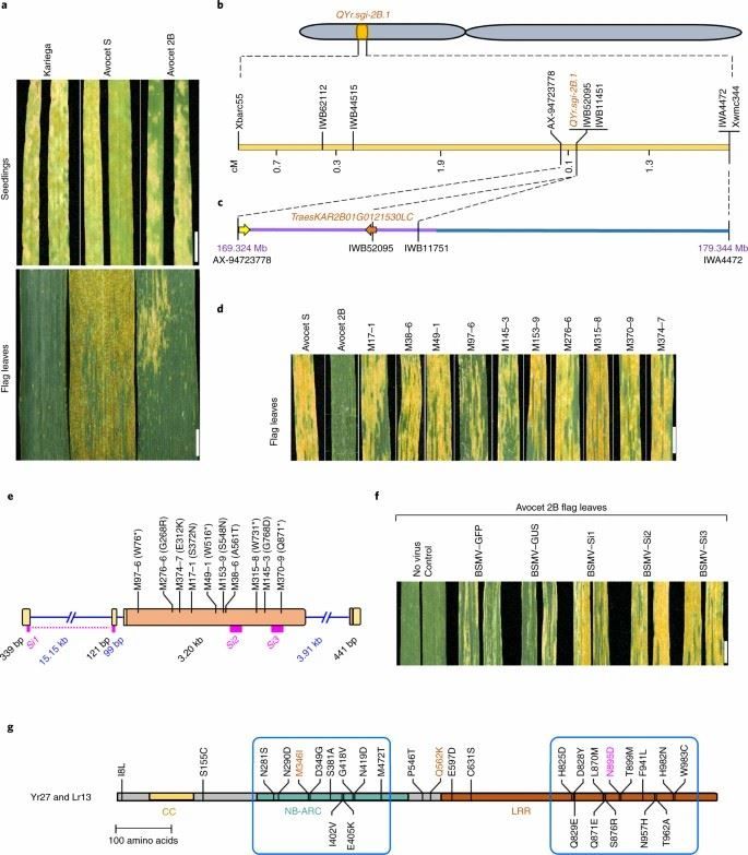 Assembly-guided cloning of QYr.sgi-2B.1.