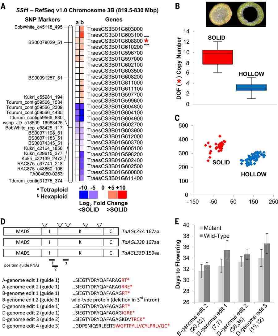Dissection of SSt1 and TaAGL33 guided by IWGSC RefSeq v1.0 (IWGSC et al., 2018)