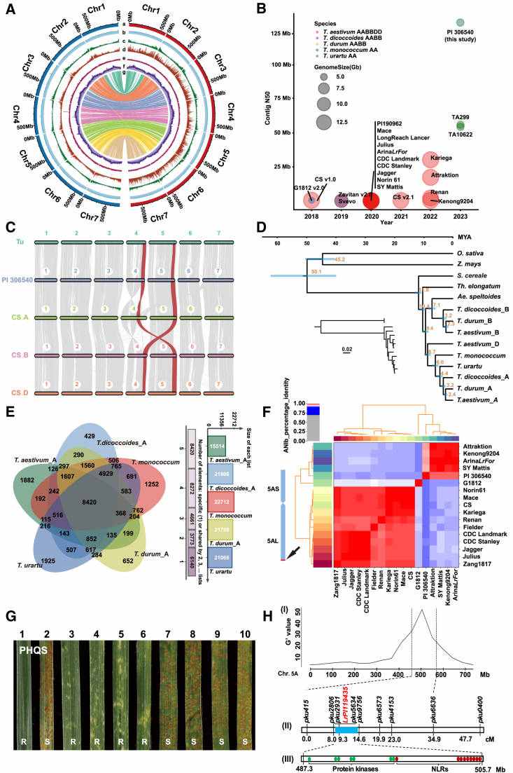 The nearly complete assembly of the Triticum monococcum genome elucidates the evolution of wheat A subgenomes (Wang et al., 2024)