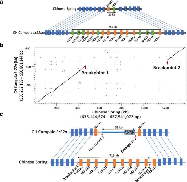 The copy number variation of NLR (Thind AK et al., 2018)