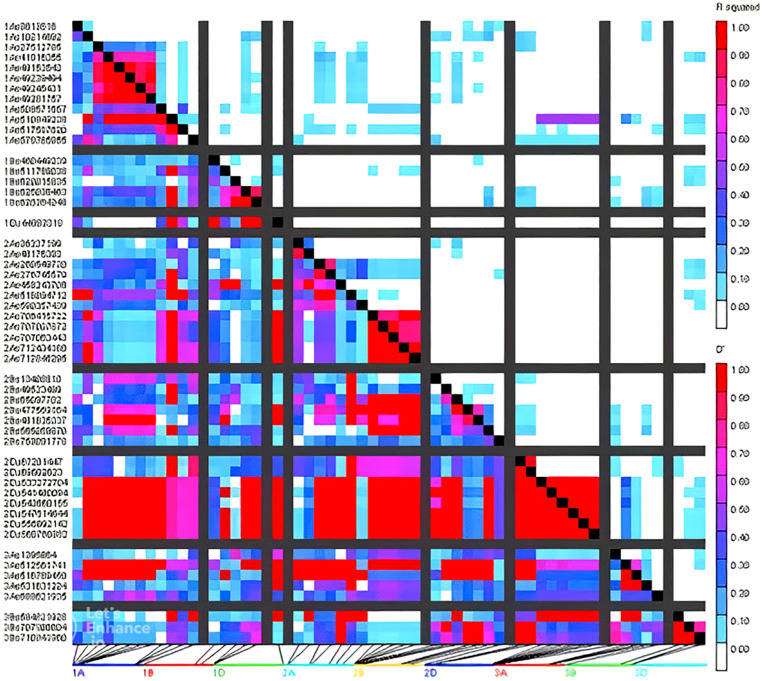 Linkage disequilibrium (LD) block patterns on the right of GWAS results show the locations of candidate genes and/or quantitative trait locus (QTL) regions related to grain quality traits and agronomic traits (Vishwakarma et al., 2024)