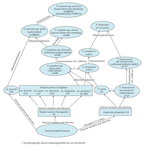 A schematic illustration of the evolutionary history of wheat species (Gupta et al., 2008)
