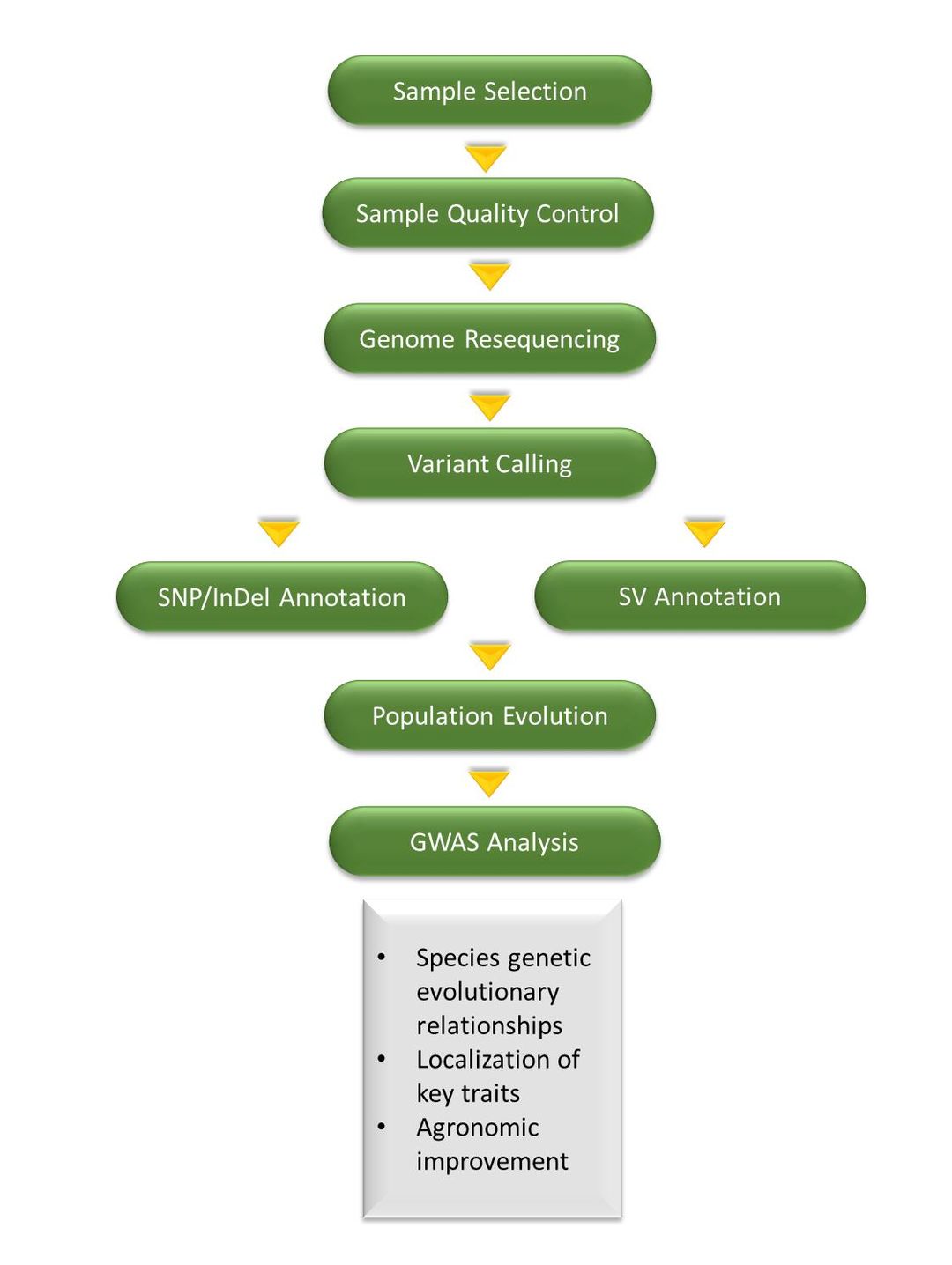 CD Genomics resequencing + GWAS solution