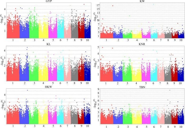 Manhattan plot for genome-wide association study of maize yield related traits.