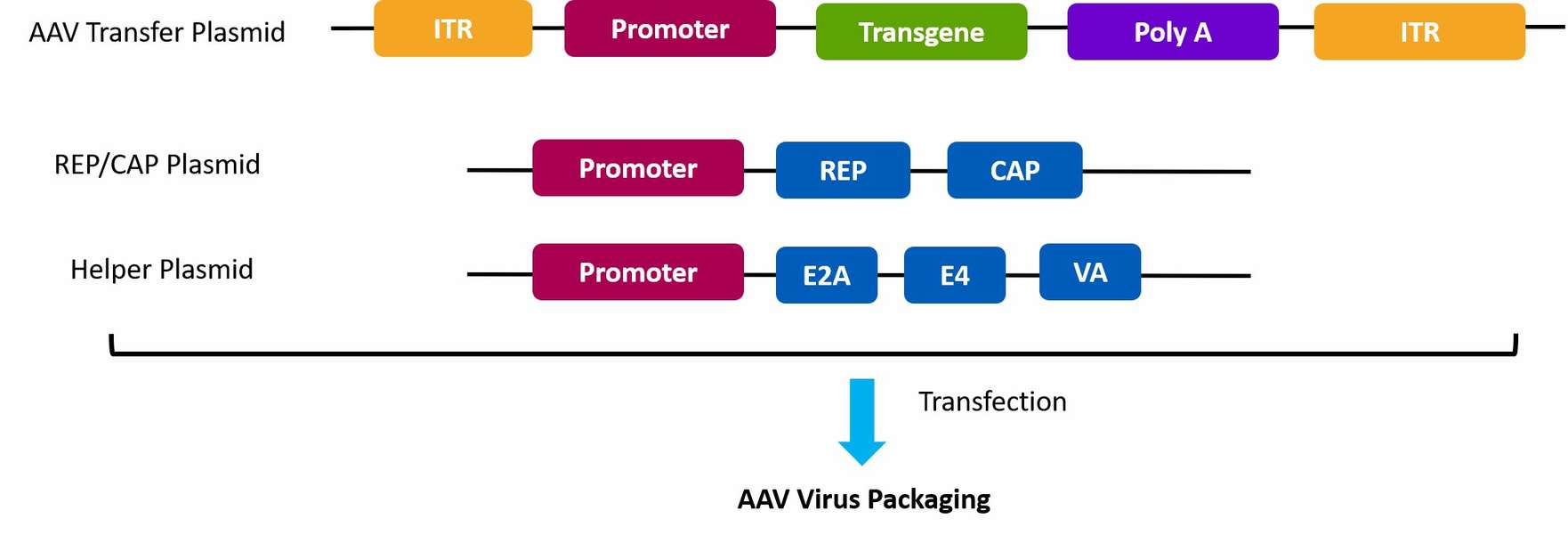 Encapsulated content of AAV virus.