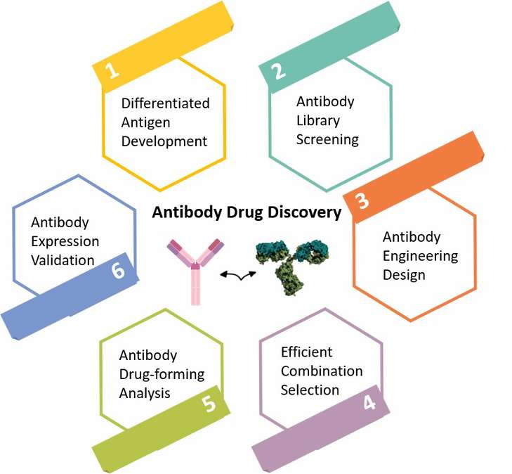 Figure.1 The general flow of antibody discovery.