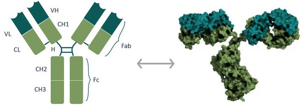 Figure.1 Schematic structure of IgG/mAb. (VH, variable structural domain of heavy chain; VL, variable region of light chain; CL, constant structural domain of light chain; CH1-CH3, constant region of heavy chain; H, hinge region; Fab, antigen-binding fragment; Fc, crystallizable fragment.)