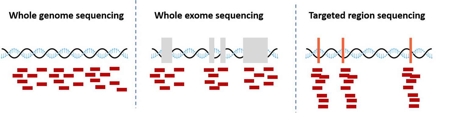 Schematic diagram of whole genome sequencing, whole exome sequencing, and target region sequencing comparison.